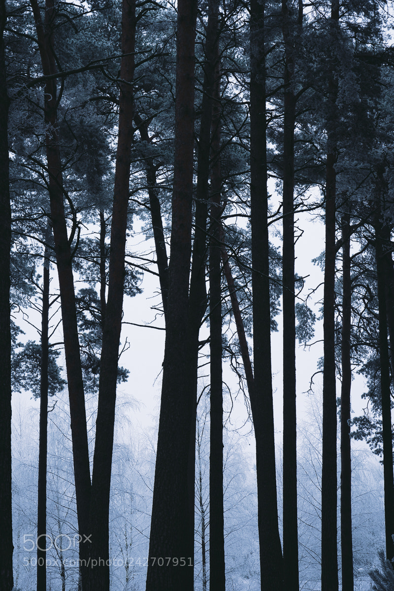 Sony a7R III sample photo. Dark forest photography