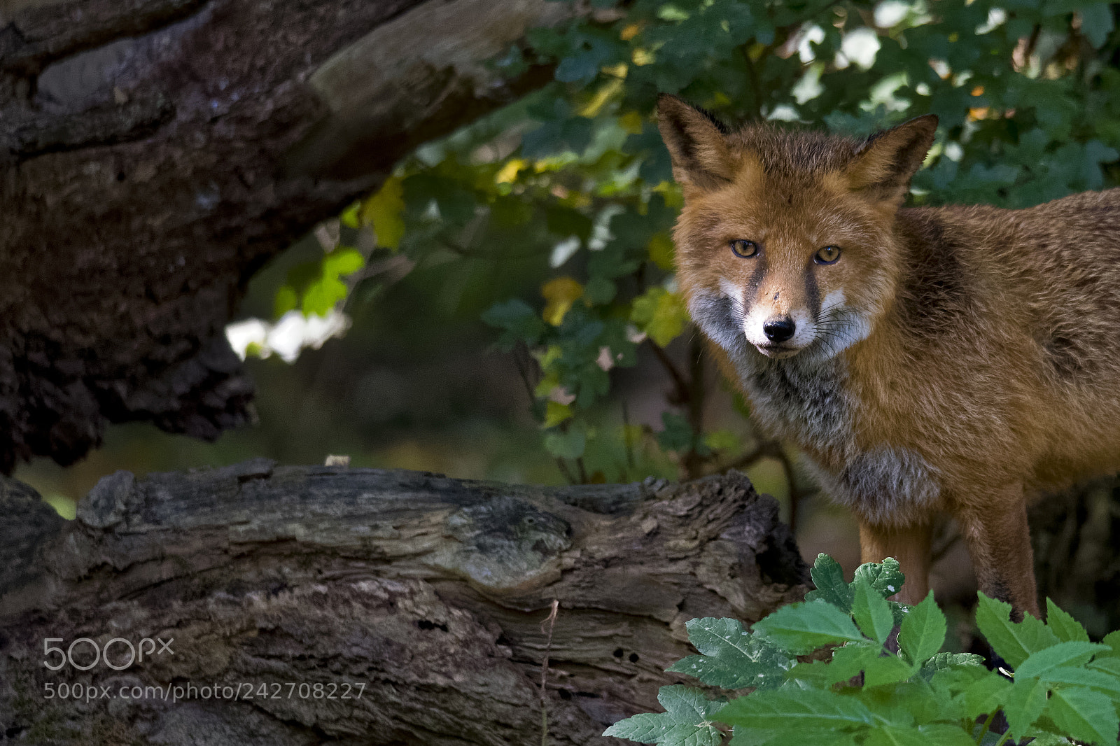 Nikon D810 sample photo. Red fox photography