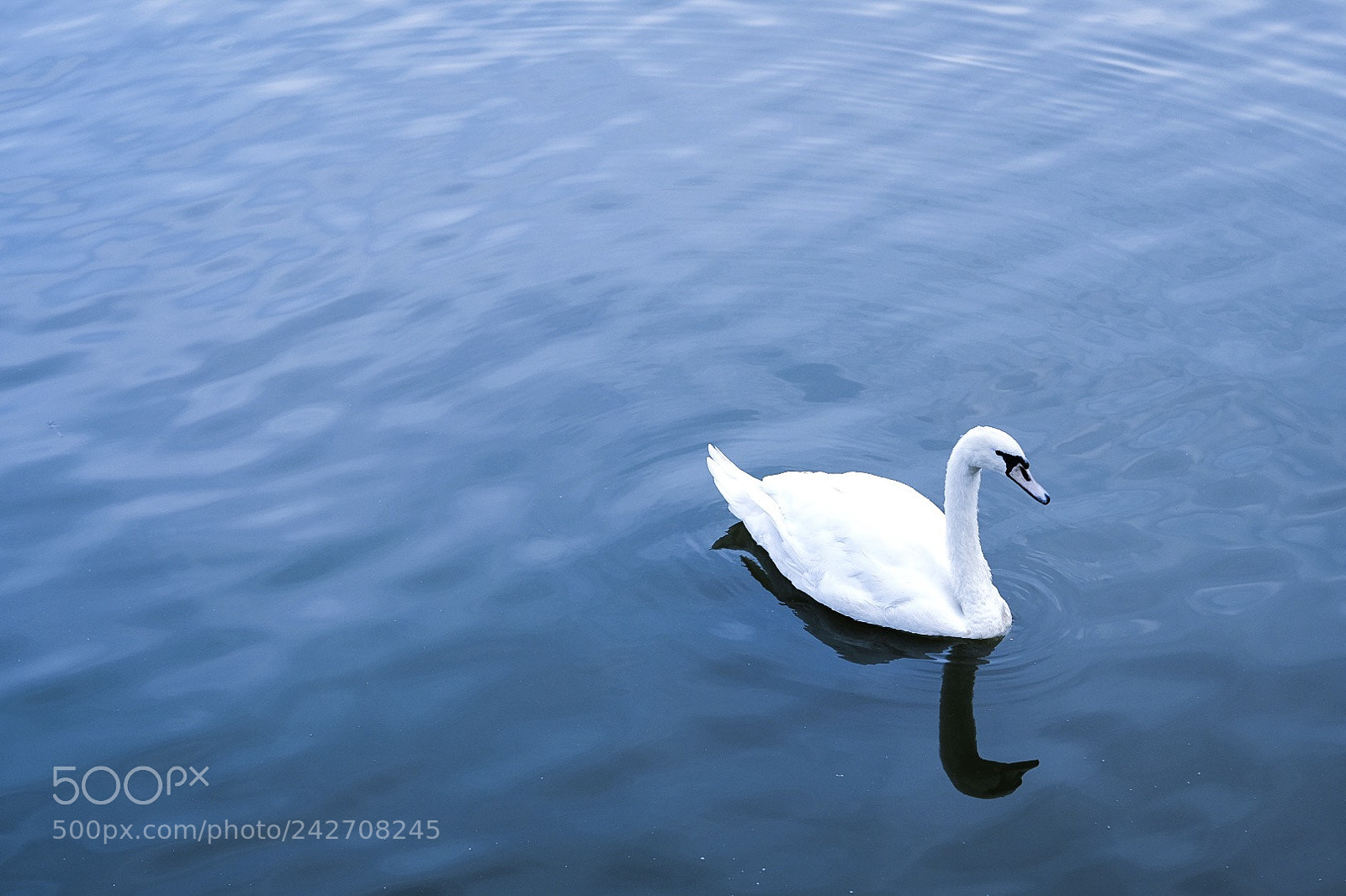 Fujifilm X-T2 sample photo. Cold swan photography