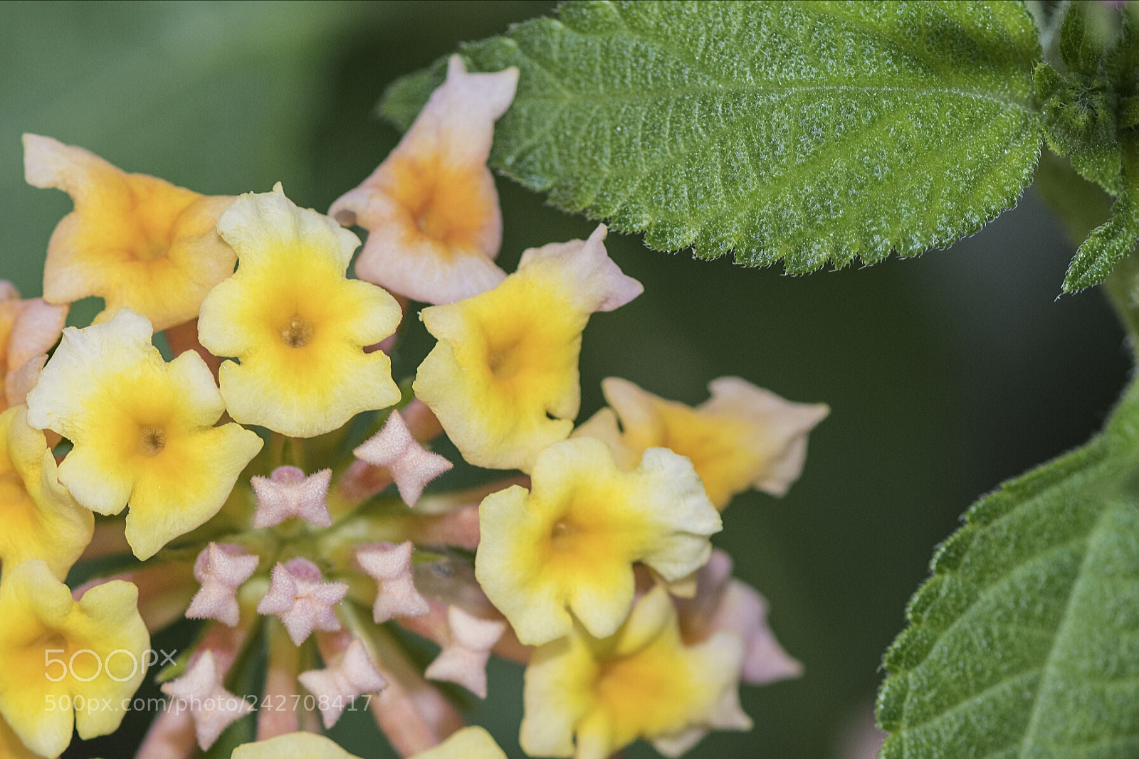 Nikon D500 sample photo. Flower photography