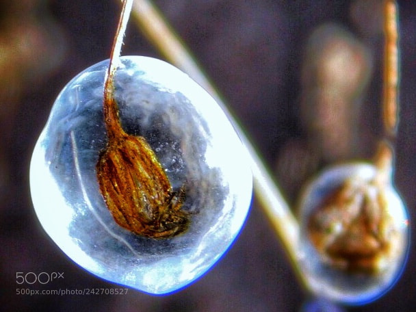 Nikon Coolpix B500 sample photo. Encased in ice photography