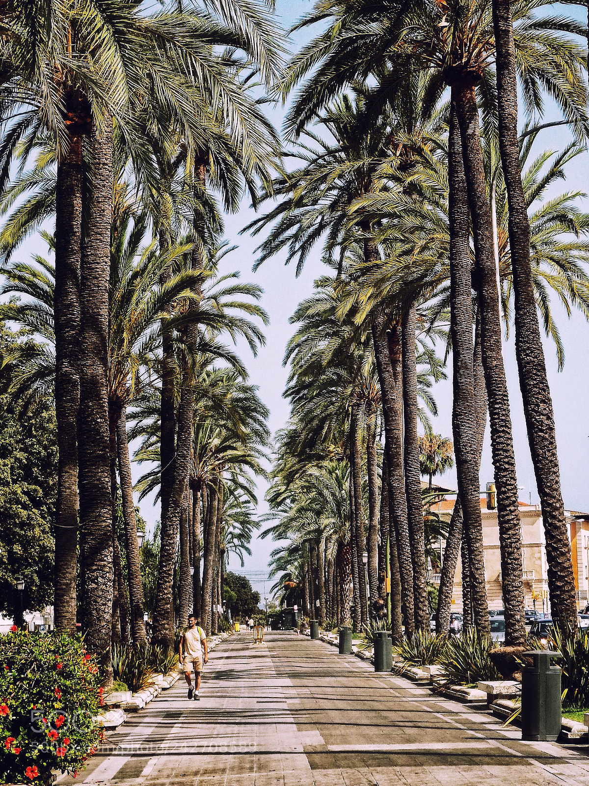 Fujifilm FinePix SL1000 sample photo. Street under palms photography