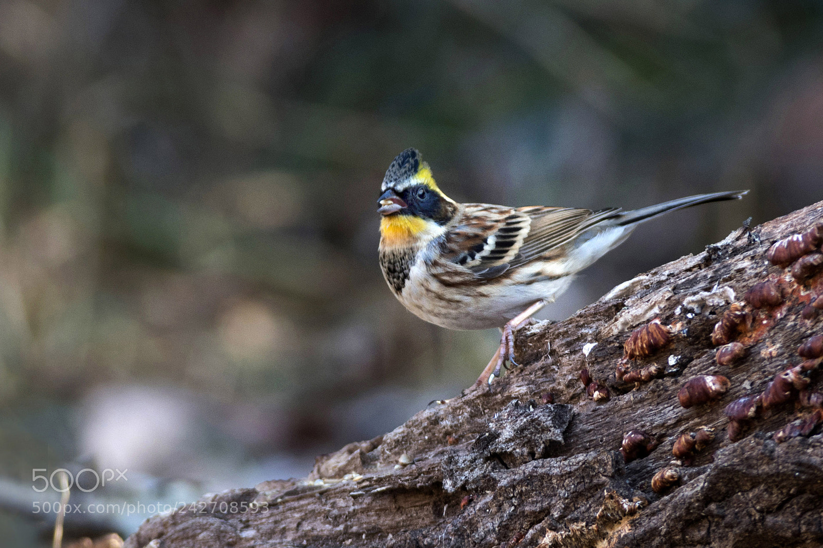 Nikon D500 sample photo. Emberiza elegans photography