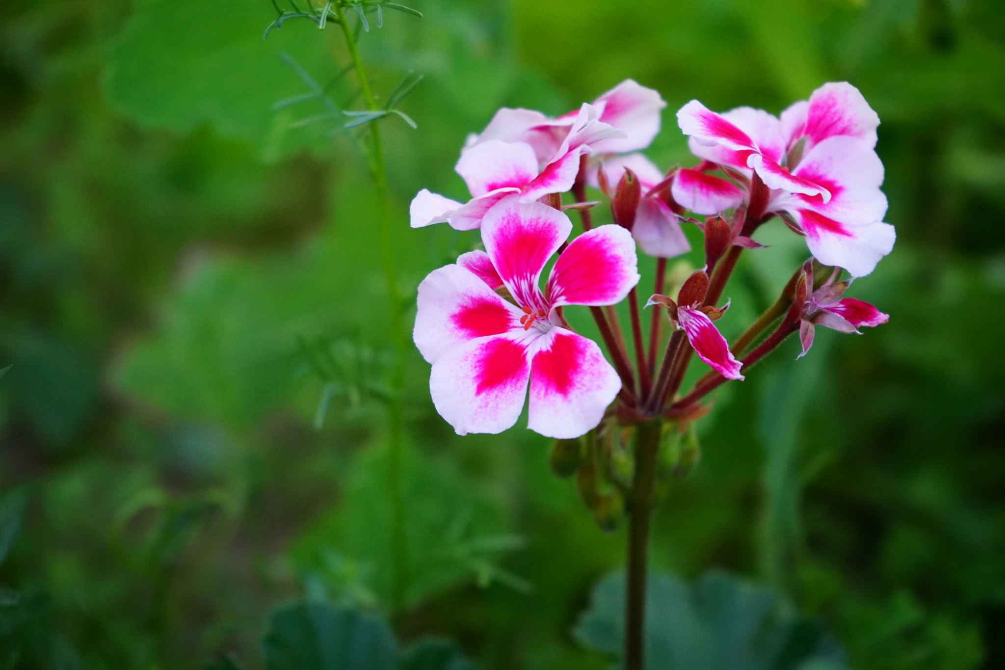 Sony FE 28-70mm F3.5-5.6 OSS sample photo. Little flower in garden photography