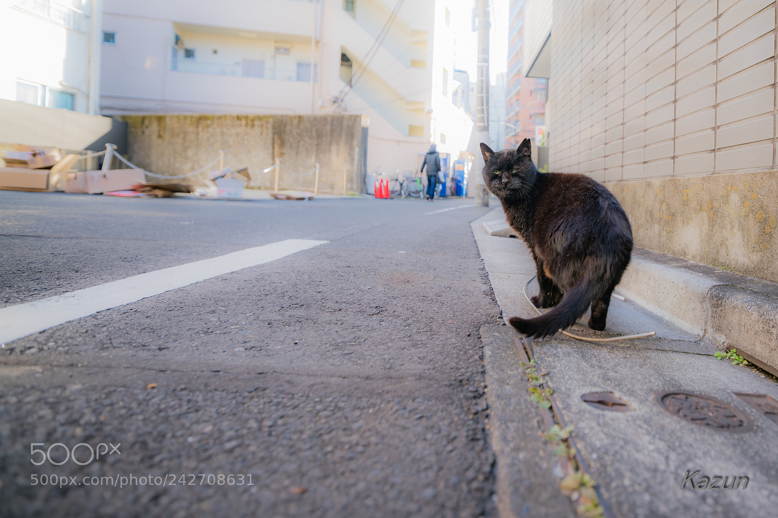 Sony a99 II sample photo. _(:3 」∠)_ photography