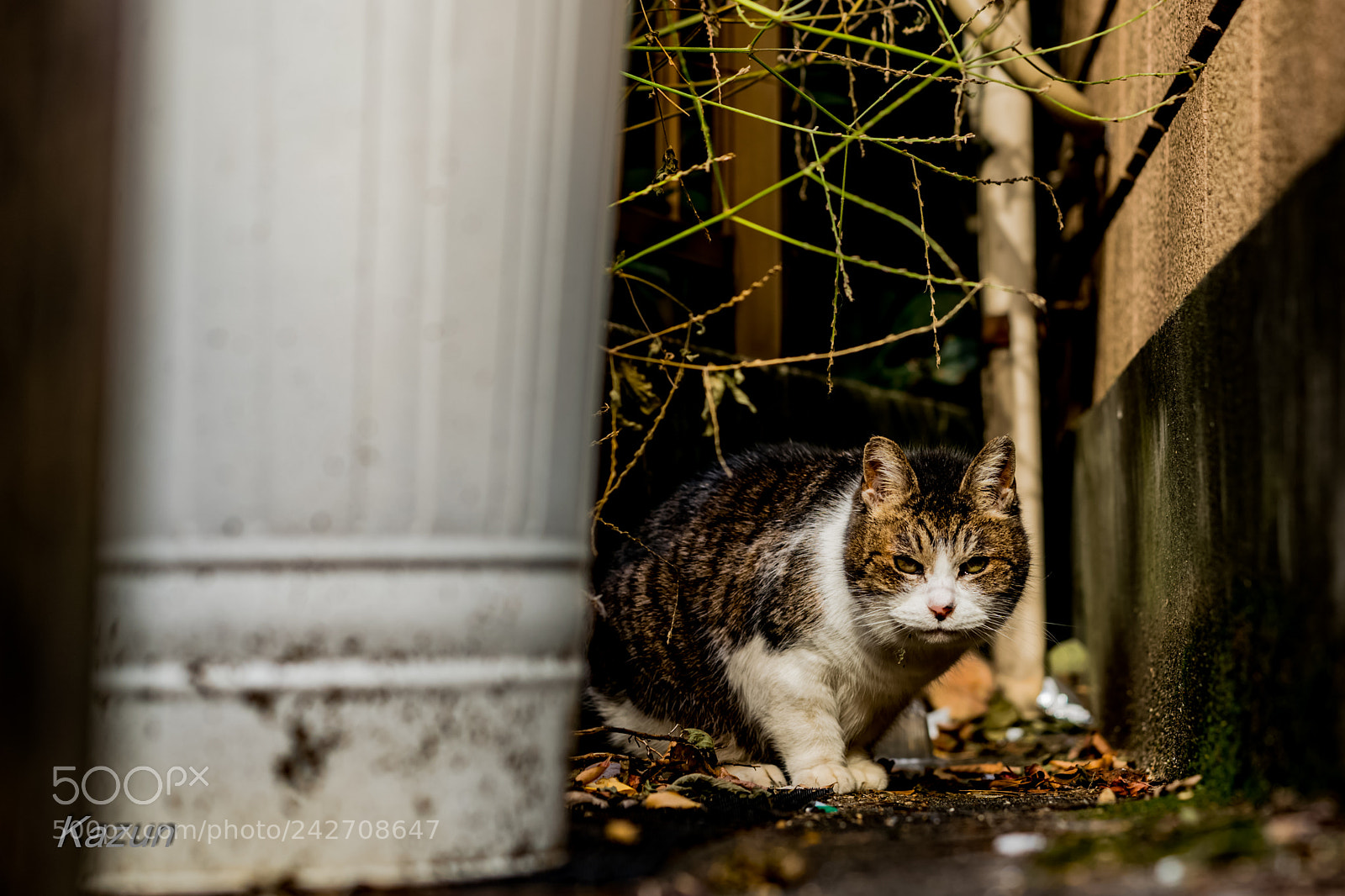 Sony a9 sample photo. You find me?? photography