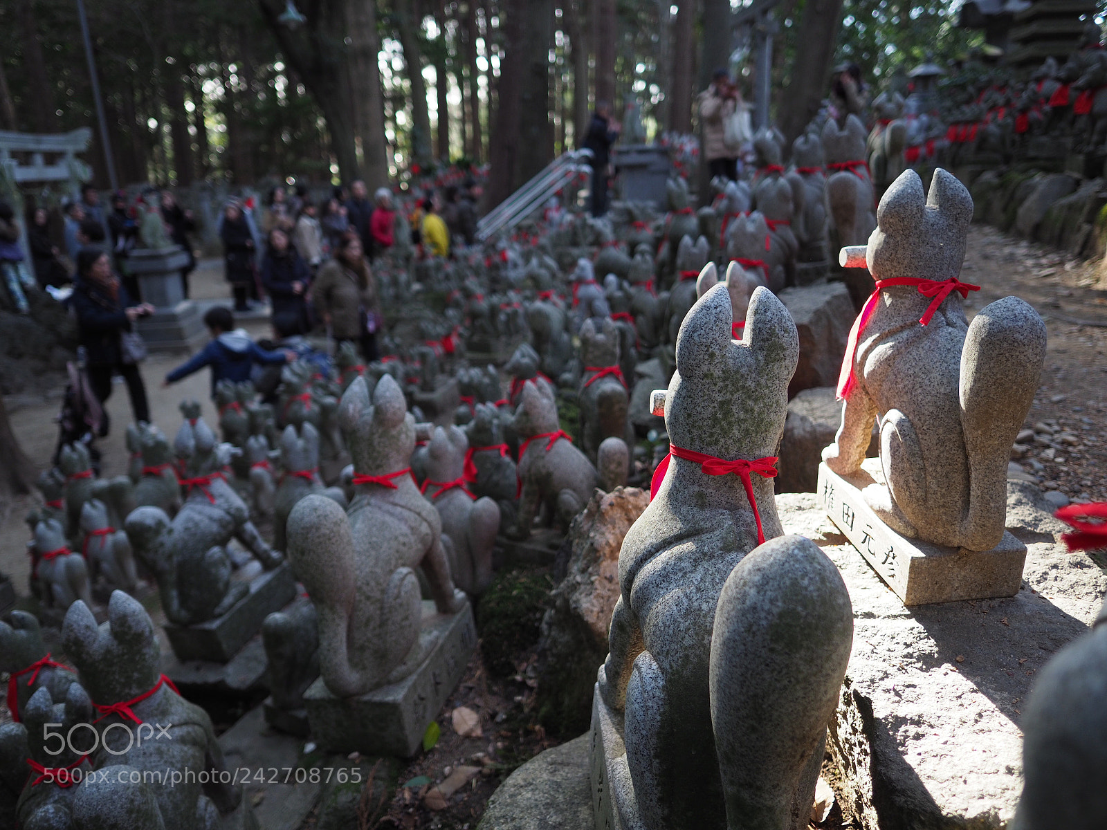 Olympus OM-D E-M1 Mark II sample photo. 皆で見ているぞ | with everyone watching photography