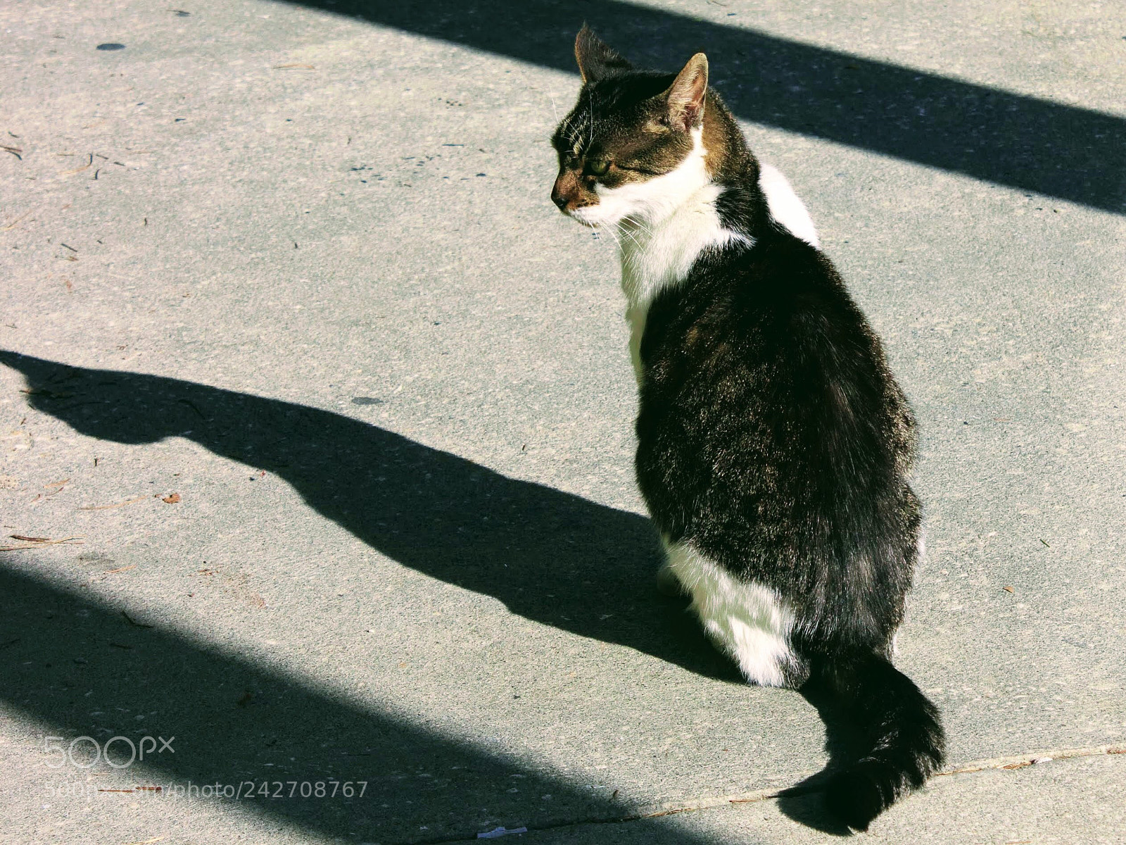 Canon EOS 600D (Rebel EOS T3i / EOS Kiss X5) sample photo. The stare photography