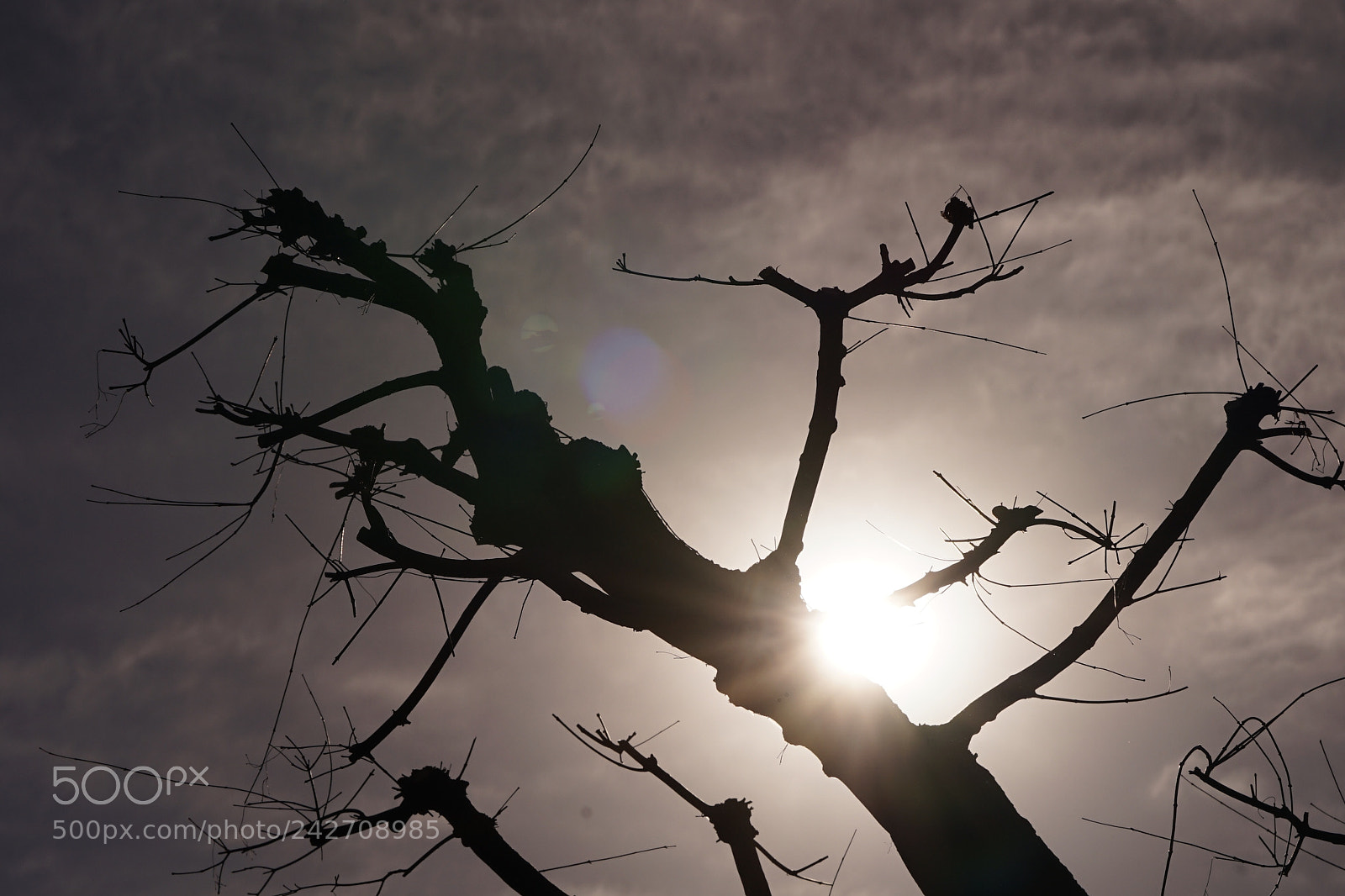 Sony a7 II sample photo. One winter morning. photography