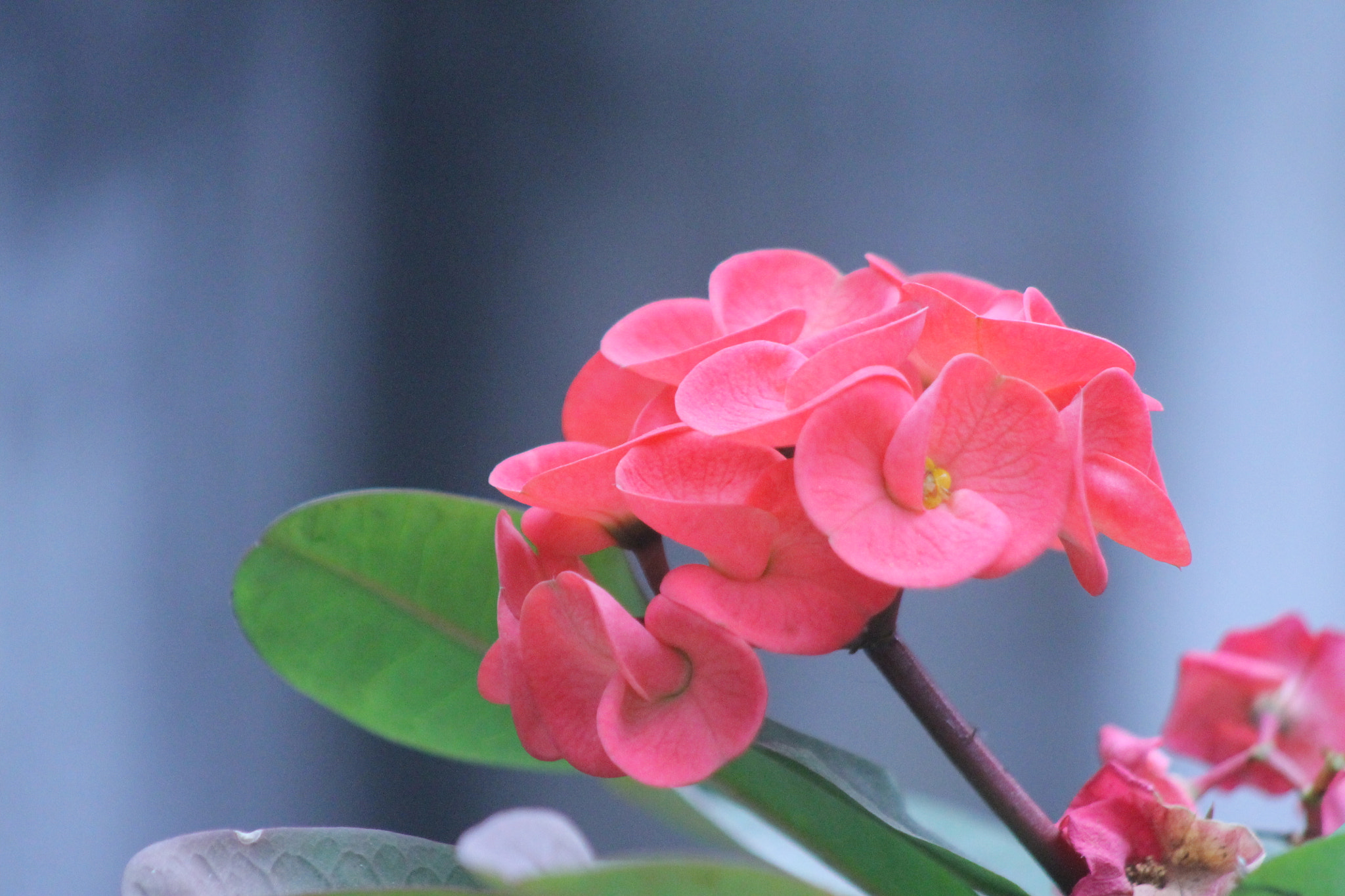Canon EF 75-300mm f/4-5.6 USM sample photo