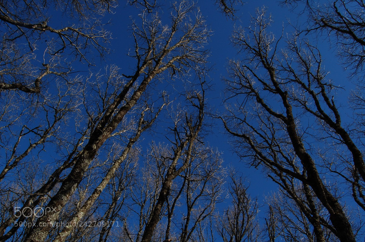 Nikon D40 sample photo. Blue skies photography