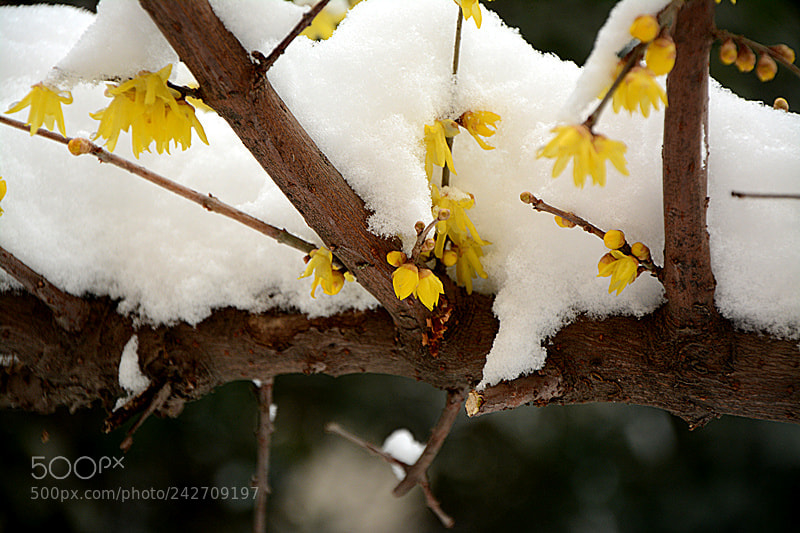 Nikon D7100 sample photo. 副本 photography