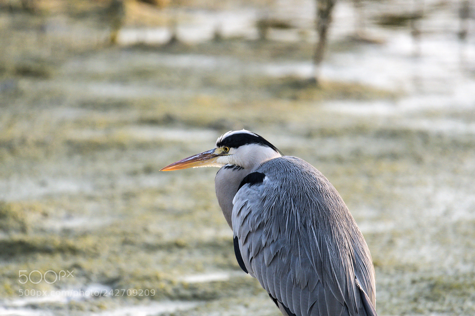 Nikon D500 sample photo. Grey heron photography
