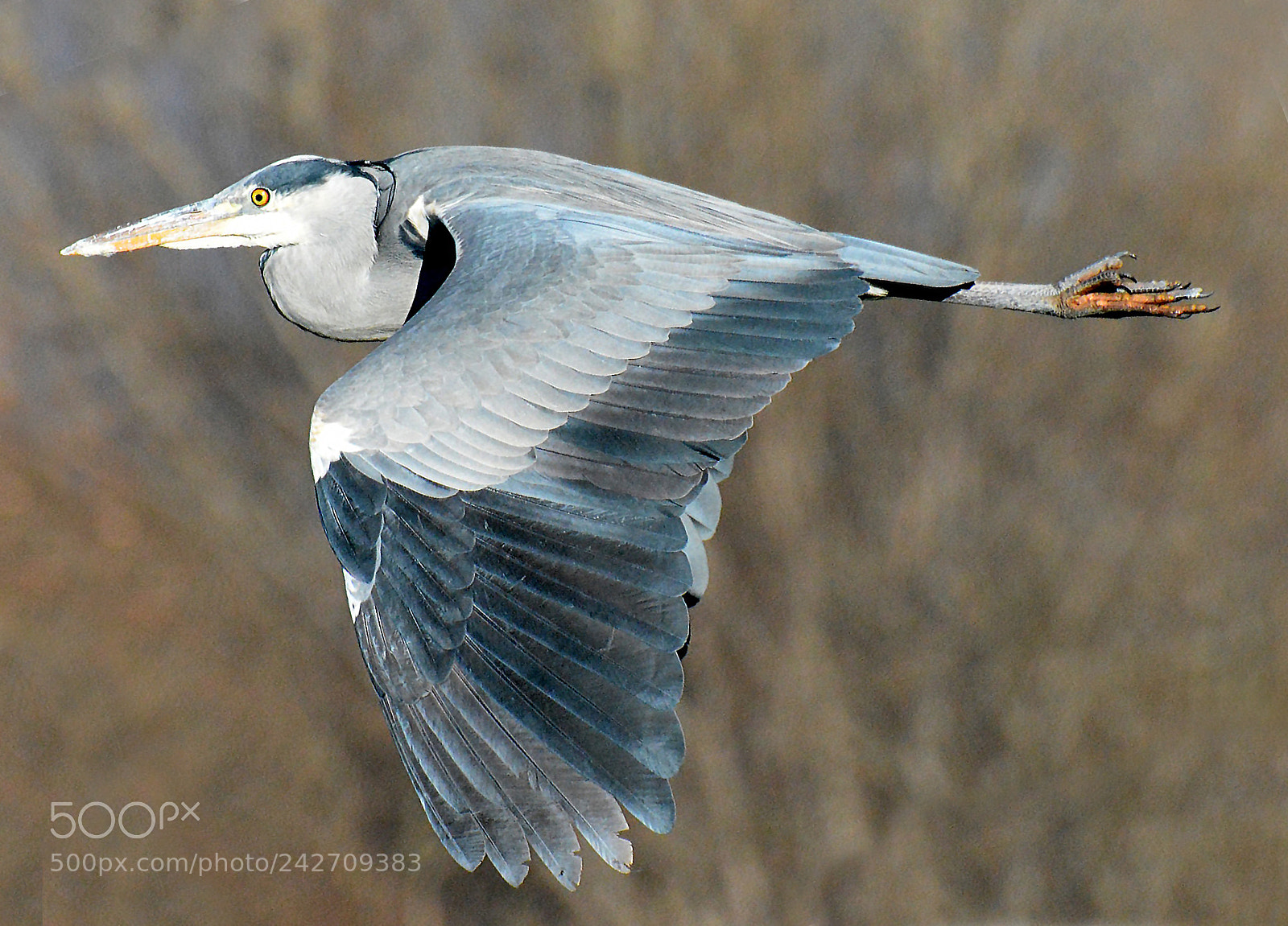 Nikon D7100 sample photo. Heron fly photography