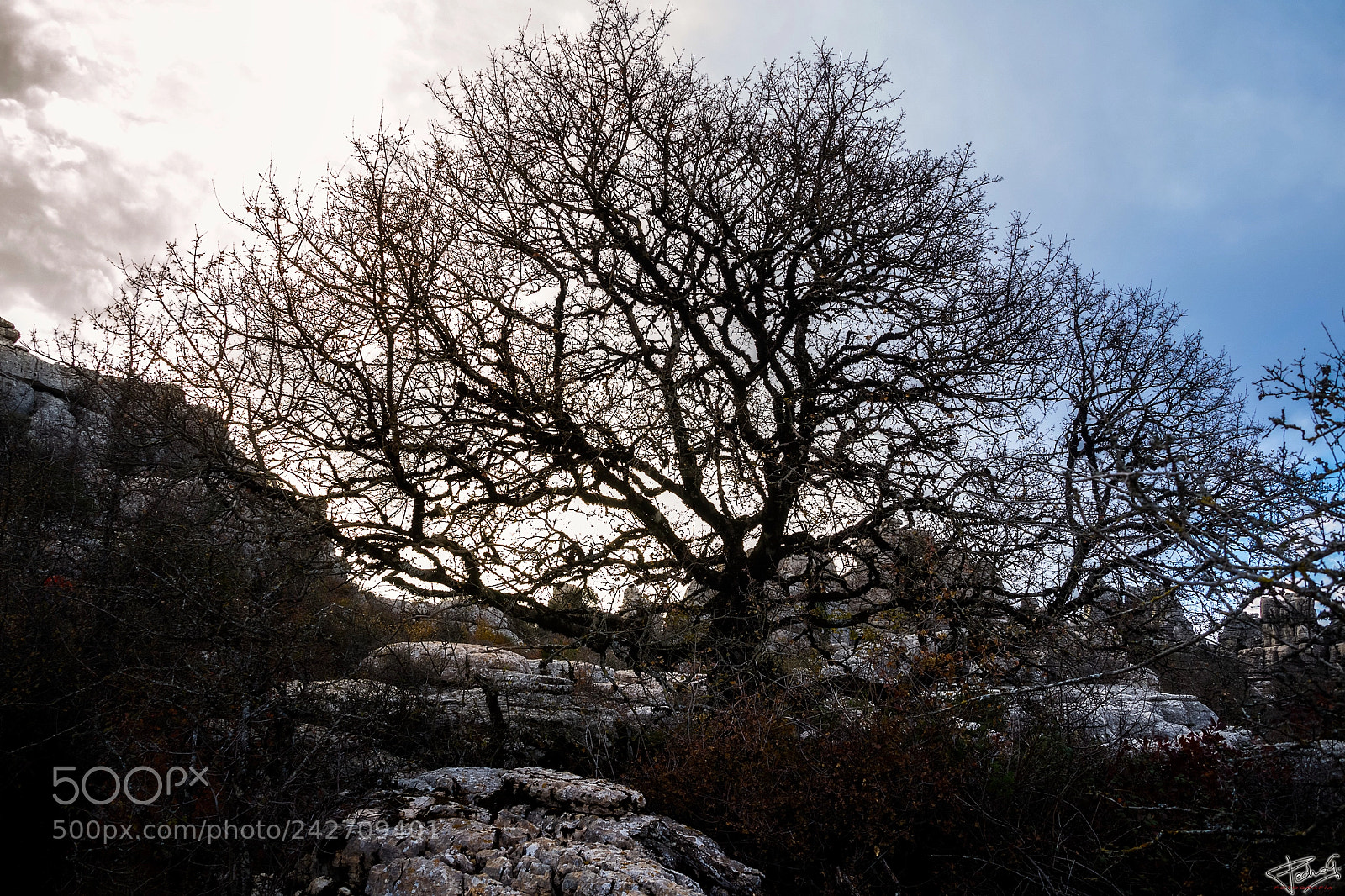 Nikon D3100 sample photo. Winter's light photography