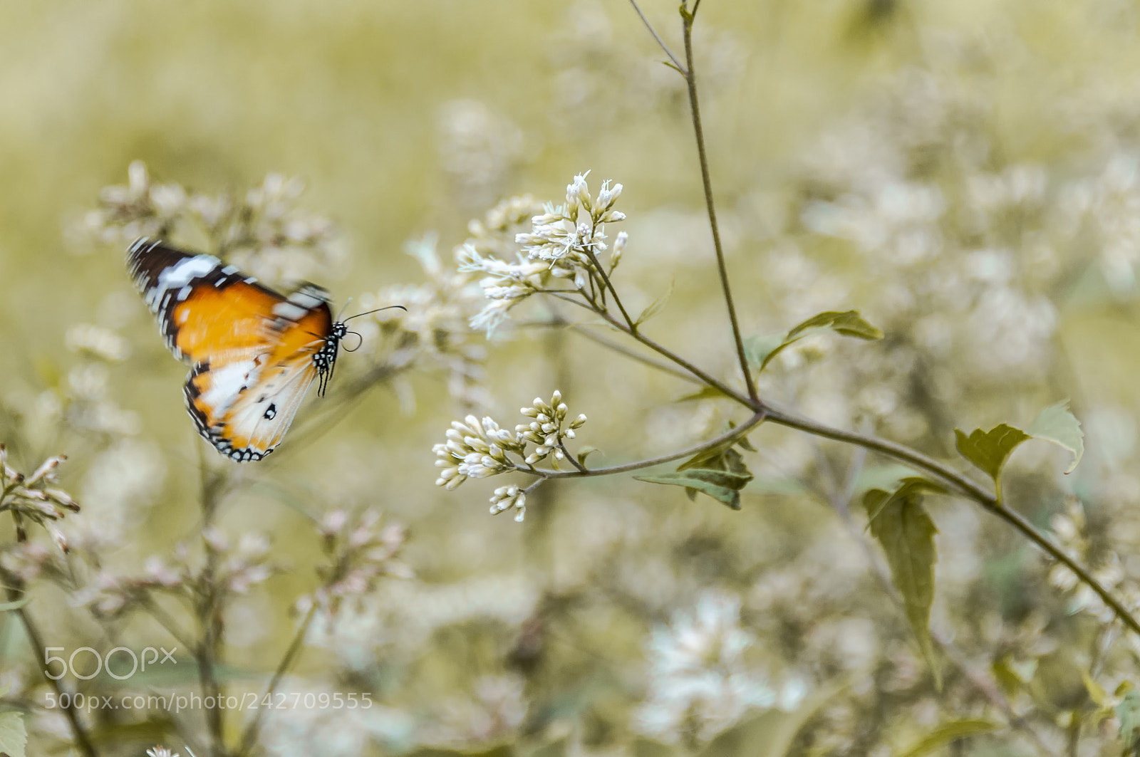 Nikon D90 sample photo. Nectar photography
