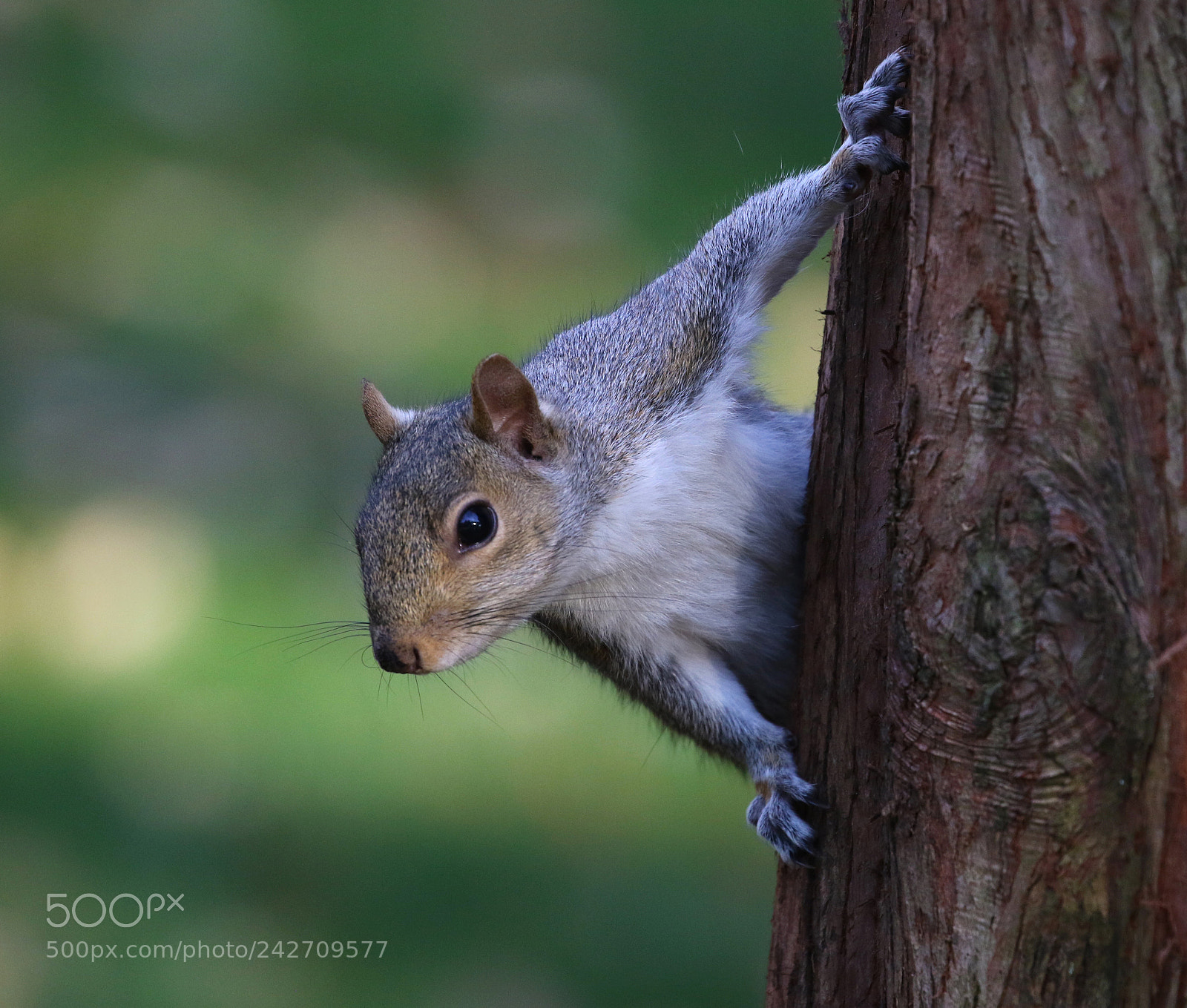 Canon EOS 7D Mark II sample photo. Eye lock photography
