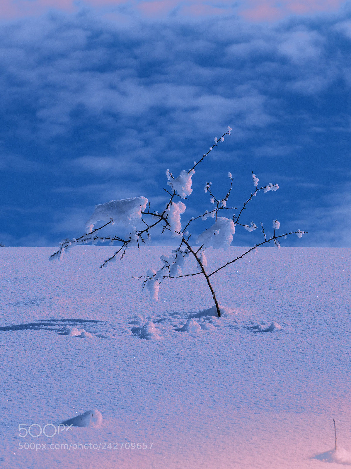 Nikon D610 sample photo. Small tree in the photography