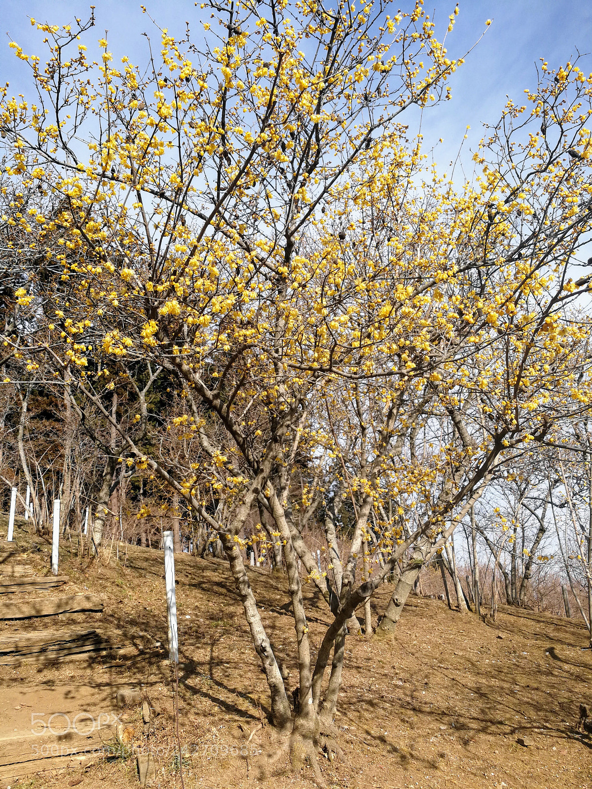 HUAWEI Mate 9 sample photo. 宝登山 photography