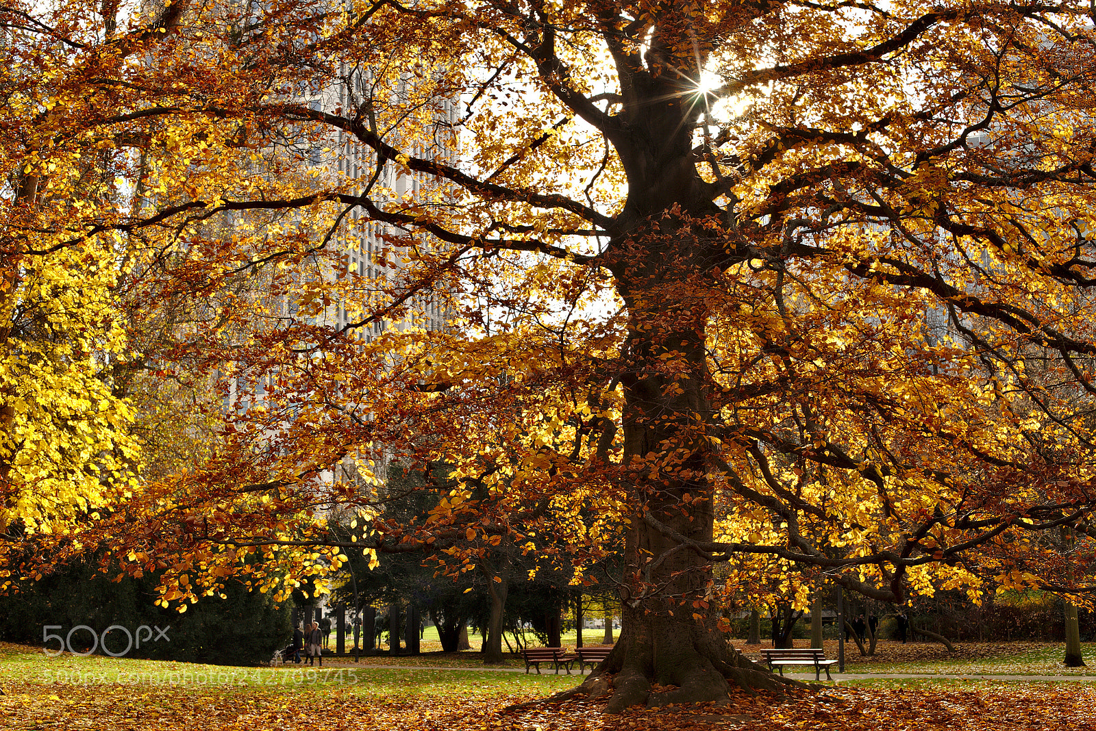 Canon EOS 6D + Canon EF 50mm F1.4 USM sample photo. Old tree in an photography