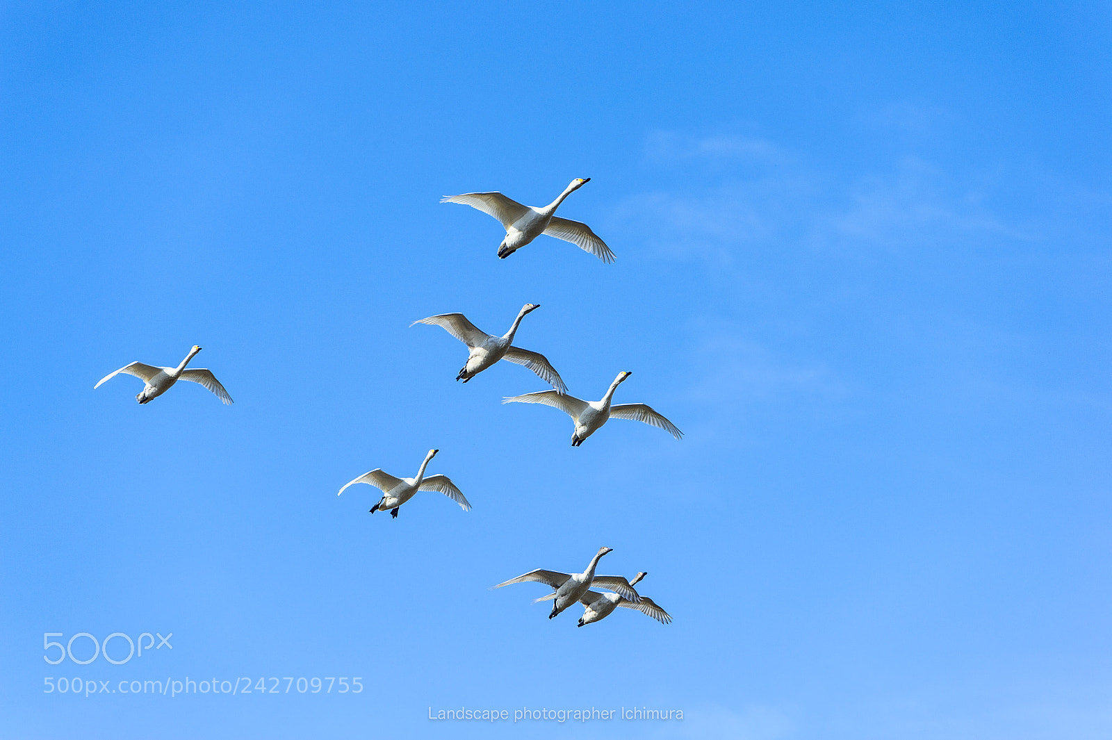Nikon D3S sample photo. Flight photography