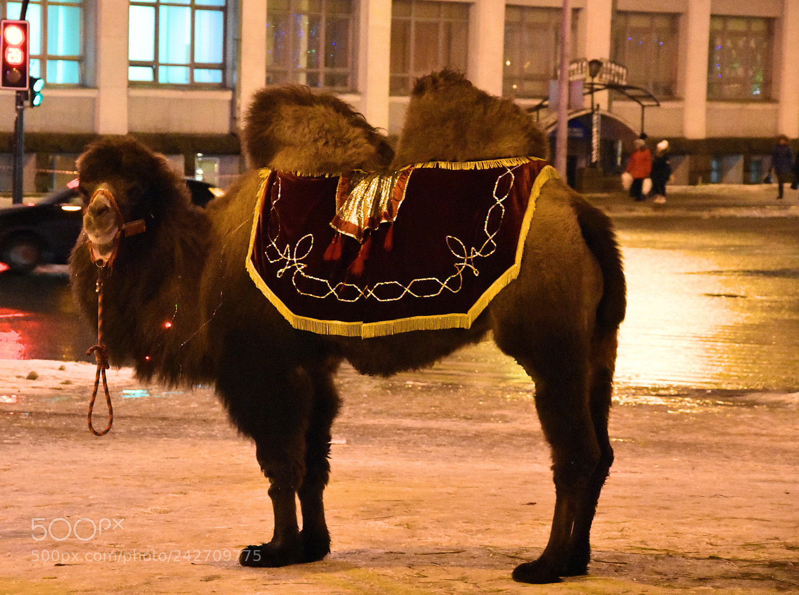 Nikon D7200 sample photo. Walk like a camel photography