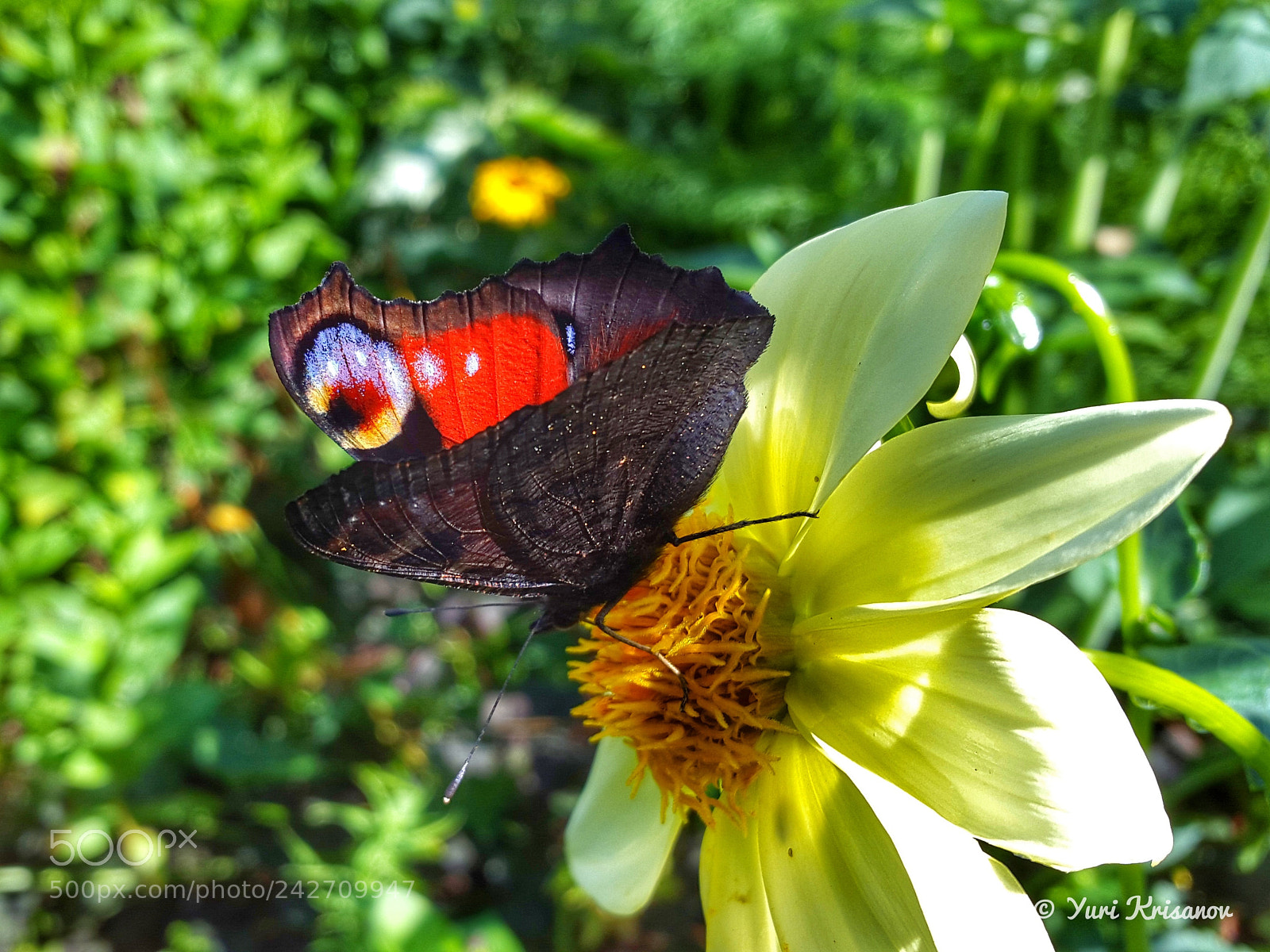 Samsung Galaxy Alpha sample photo. Peacock butterfly photography