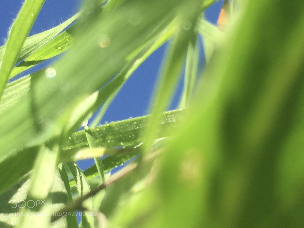 Apple iPhone 6 sample photo. ?? photography