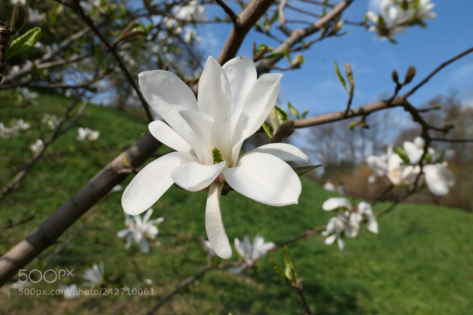 Panasonic Lumix DMC-LX10 (Lumix DMC-LX15) sample photo. Magnolia photography