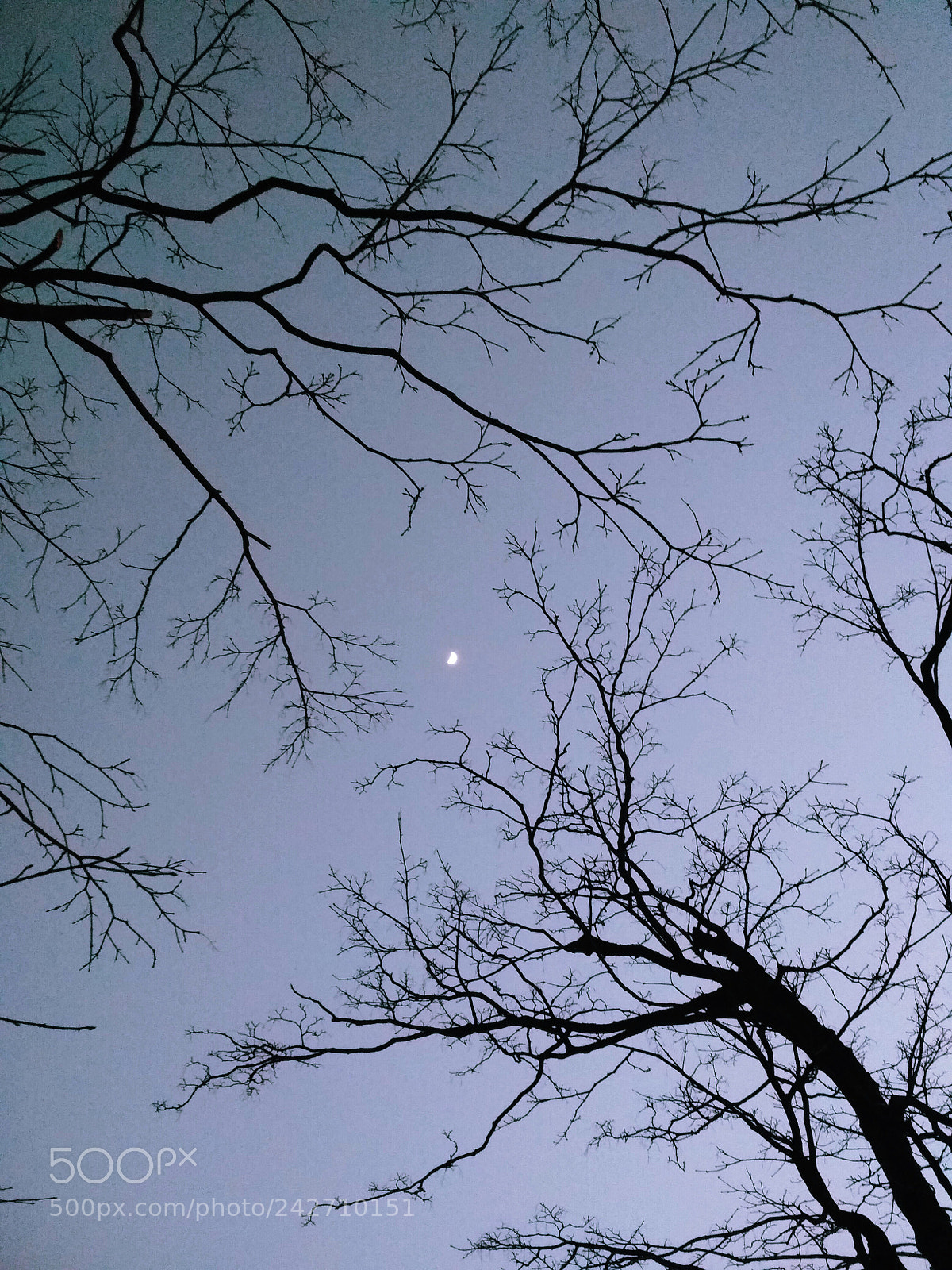 Xiaomi Redmi 4X sample photo. Untitled photography