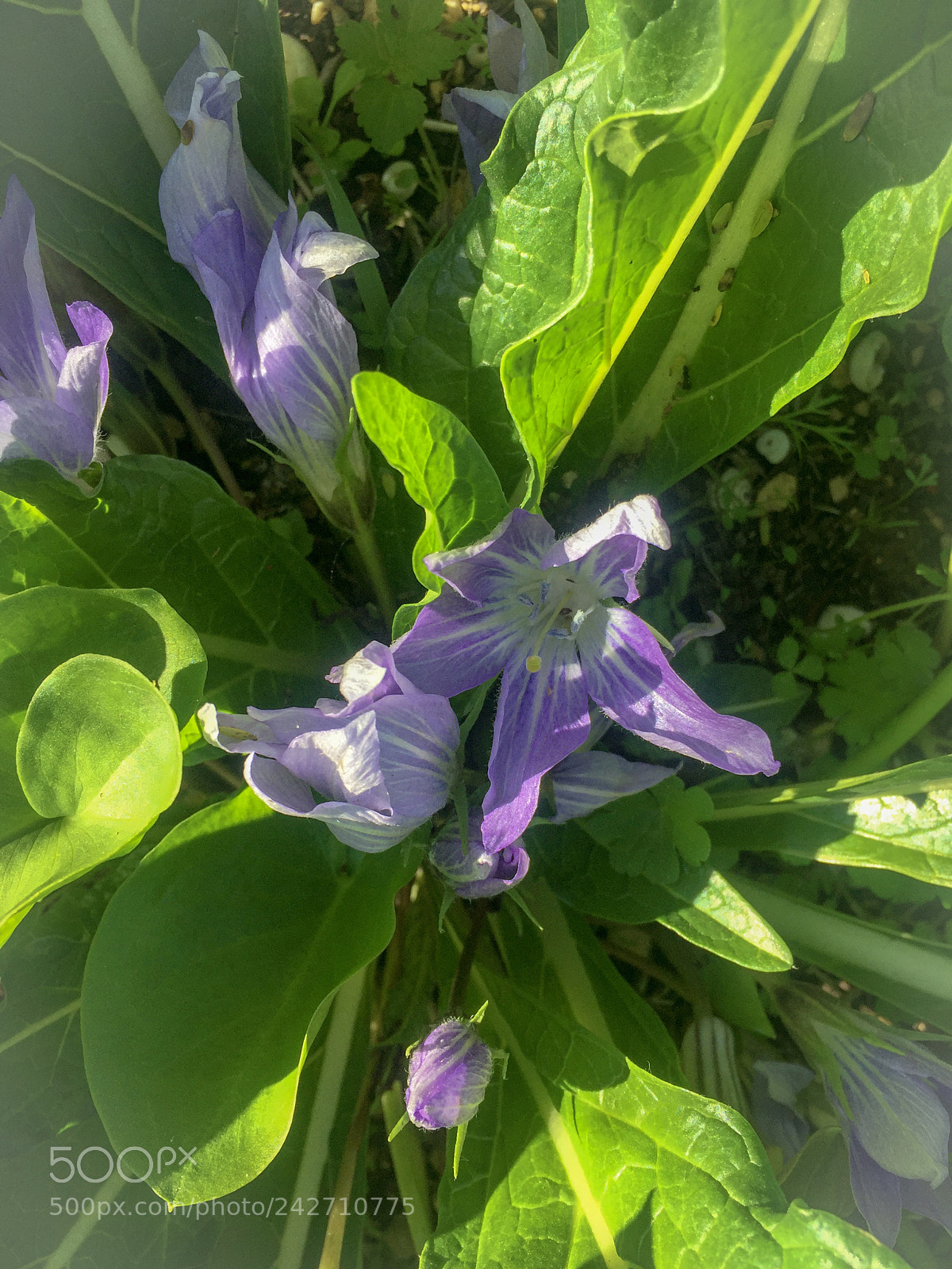 Apple iPhone 6 sample photo. The only thing that photography