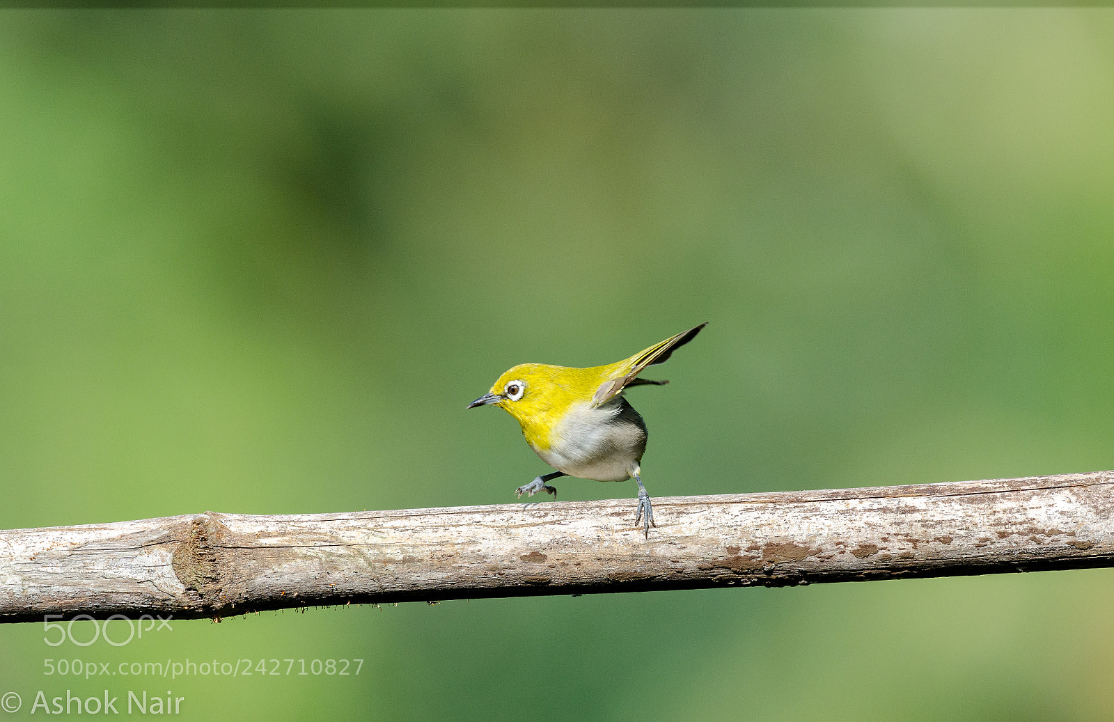 Nikon D5100 sample photo. Oriental whiteeye photography