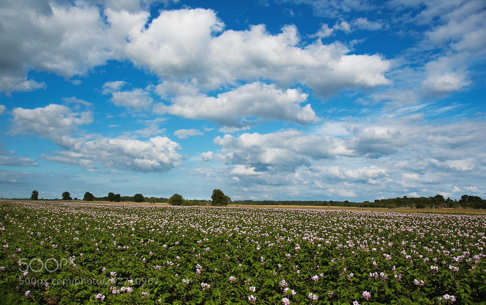 Nikon D70 sample photo. Landscape with a flowering photography