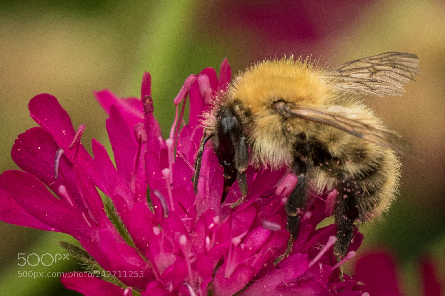 Canon EOS 7D Mark II sample photo. Bee at mottisfont abbey photography