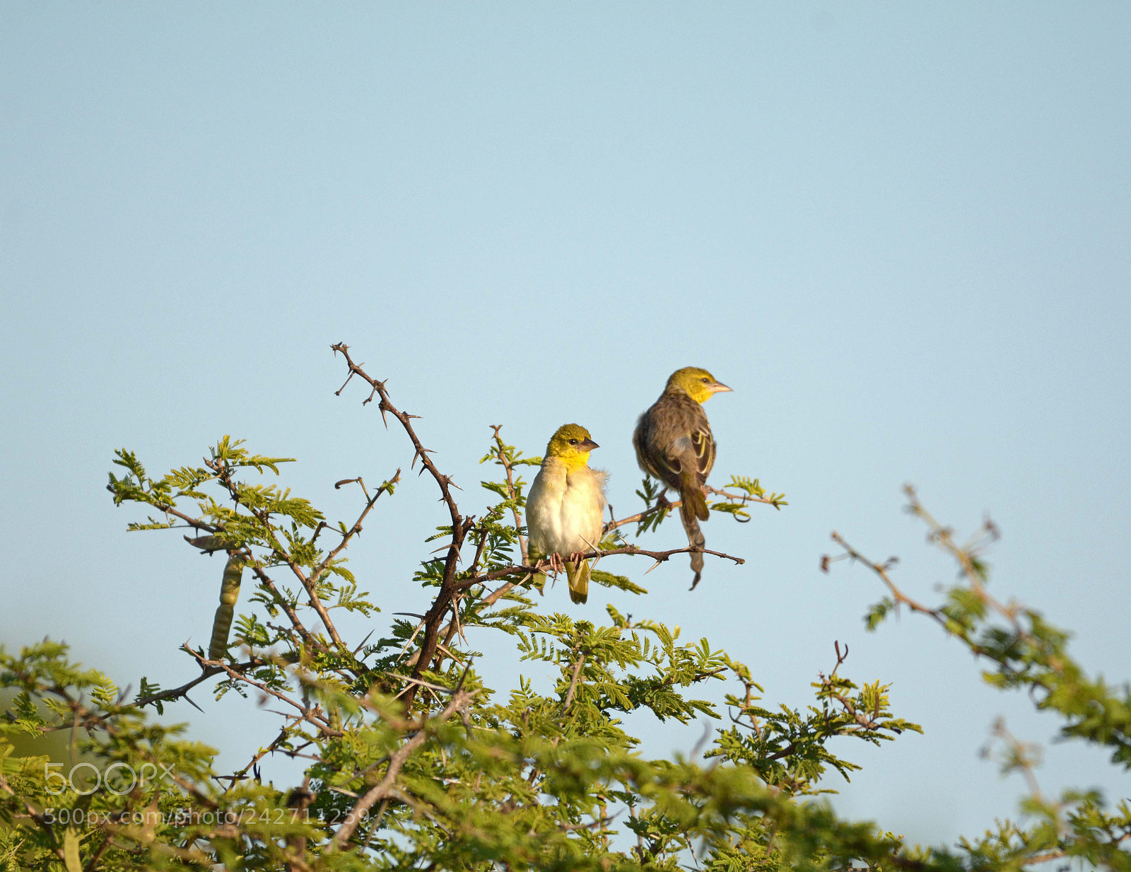 Nikon D7100 sample photo. Village (spottedbacked) weaver. photography
