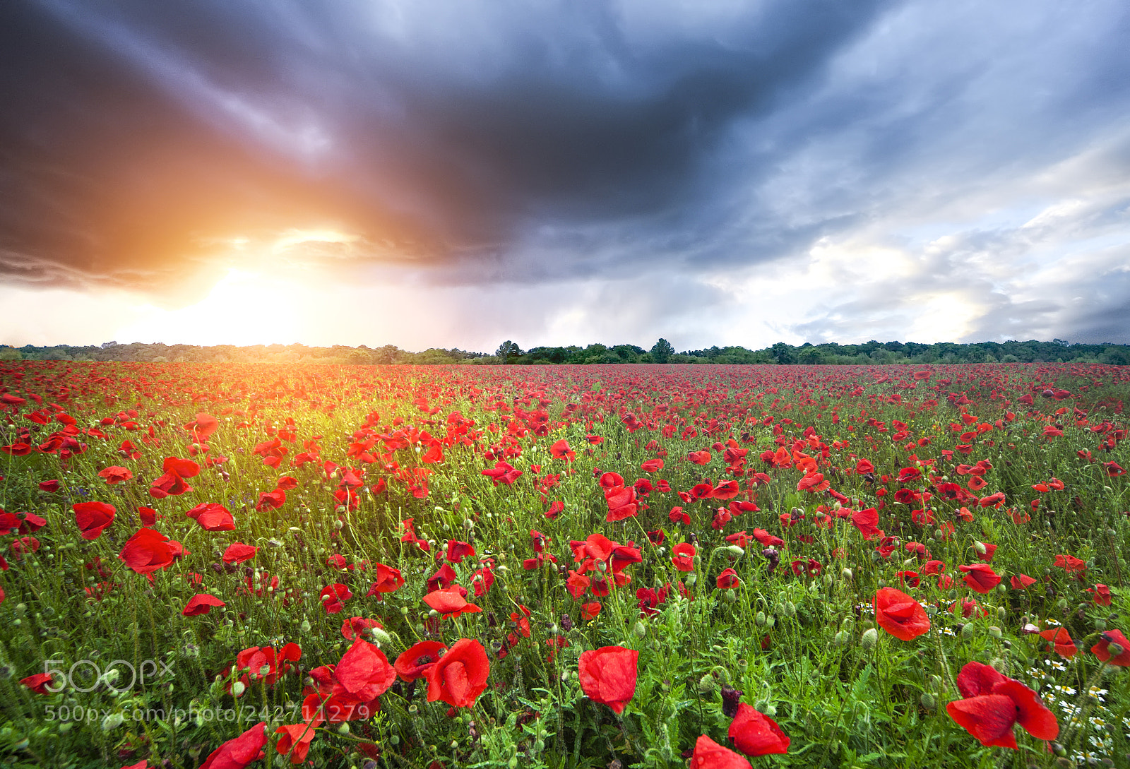 Nikon D700 sample photo. Poppies field photography