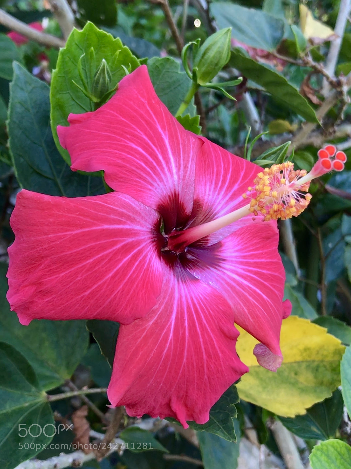 Apple iPhone 7 sample photo. Hibiscus photography