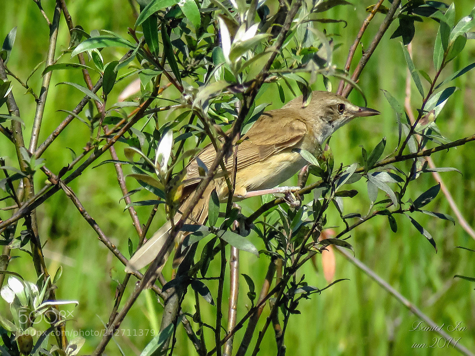 Canon PowerShot SX60 HS sample photo. Lacarul mare acrocephalus arundinaceus photography