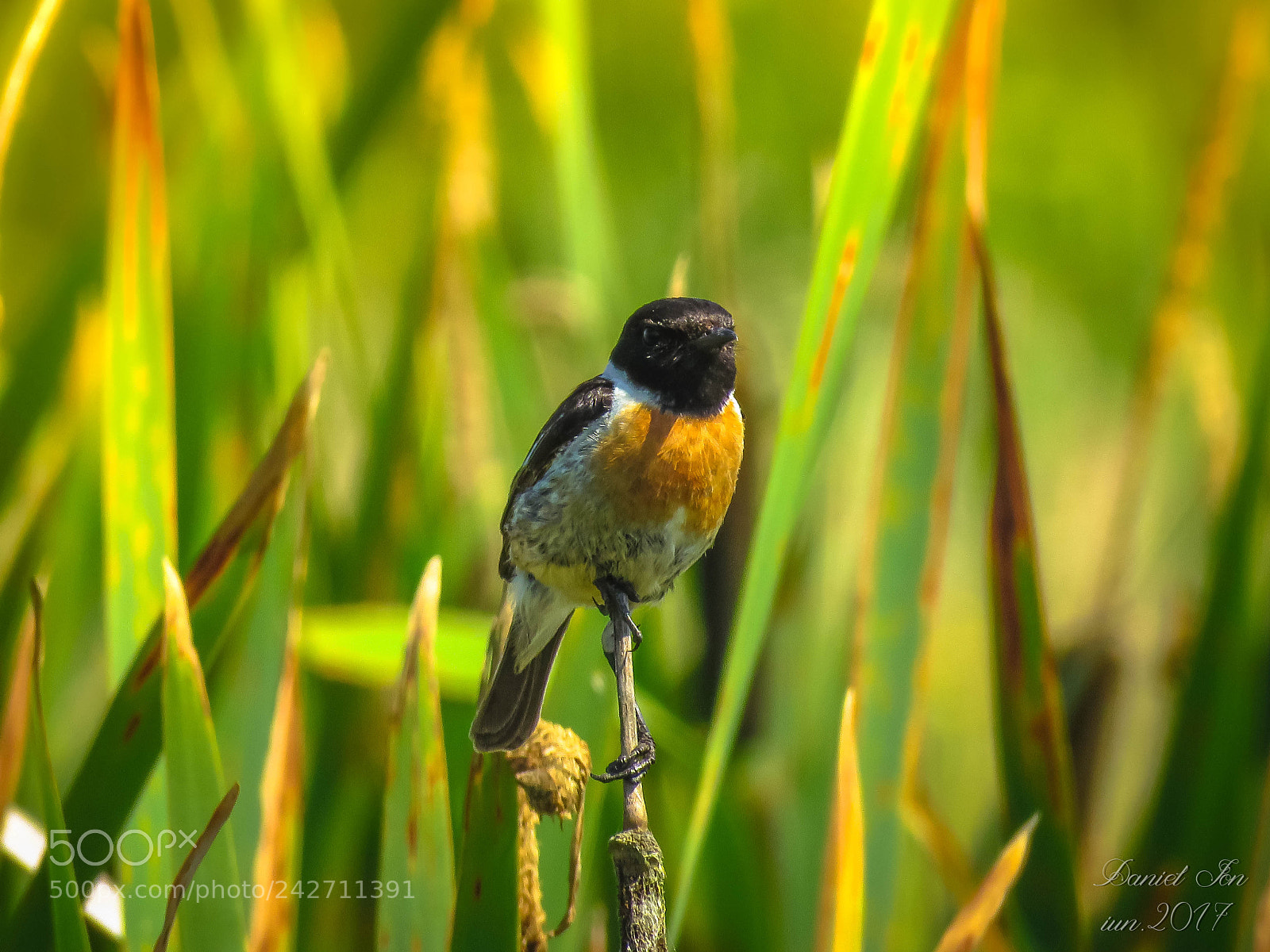 Canon PowerShot SX60 HS sample photo. Maracinarul negru saxicola rubicola photography