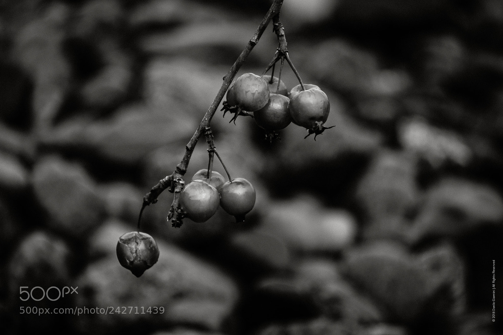 Fujifilm X-Pro2 sample photo. Berries iii photography