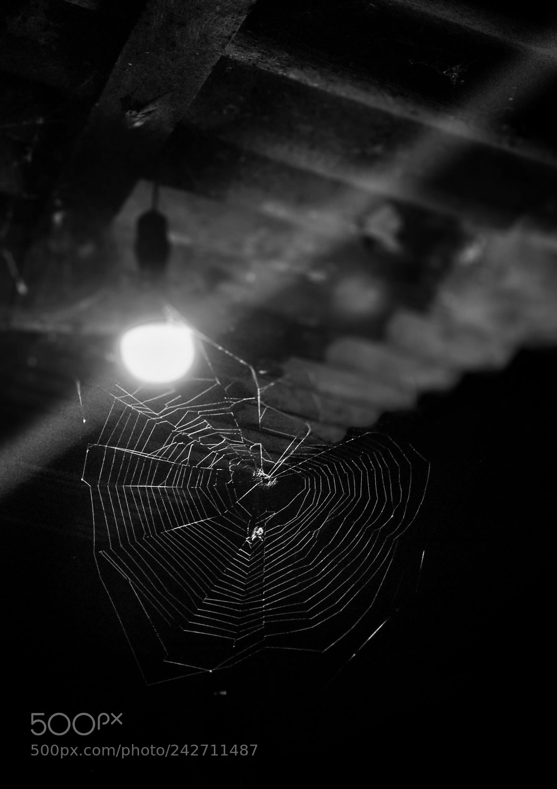 Xiaomi Mi A1 sample photo. Spider photography
