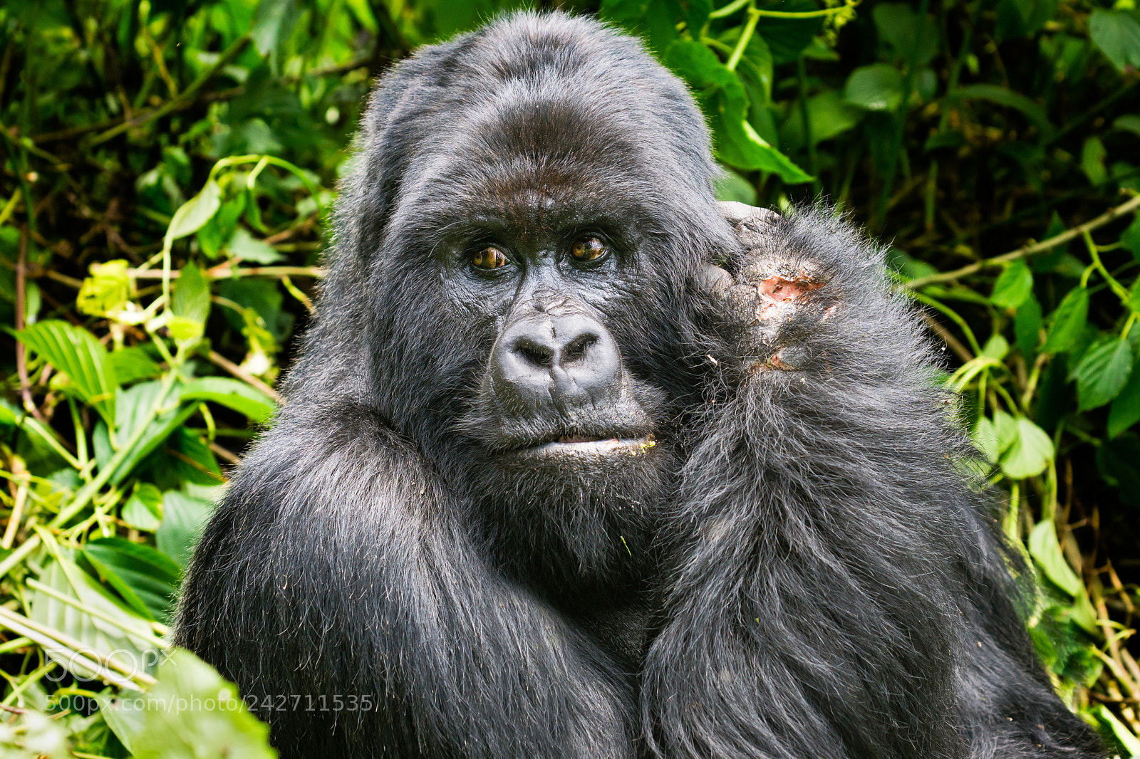 Sony ILCA-77M2 sample photo. Silverback photography