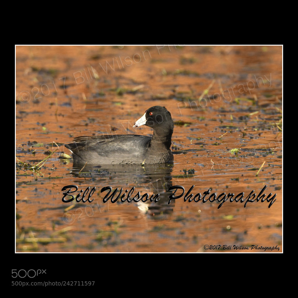 Nikon D500 sample photo. American coot photography