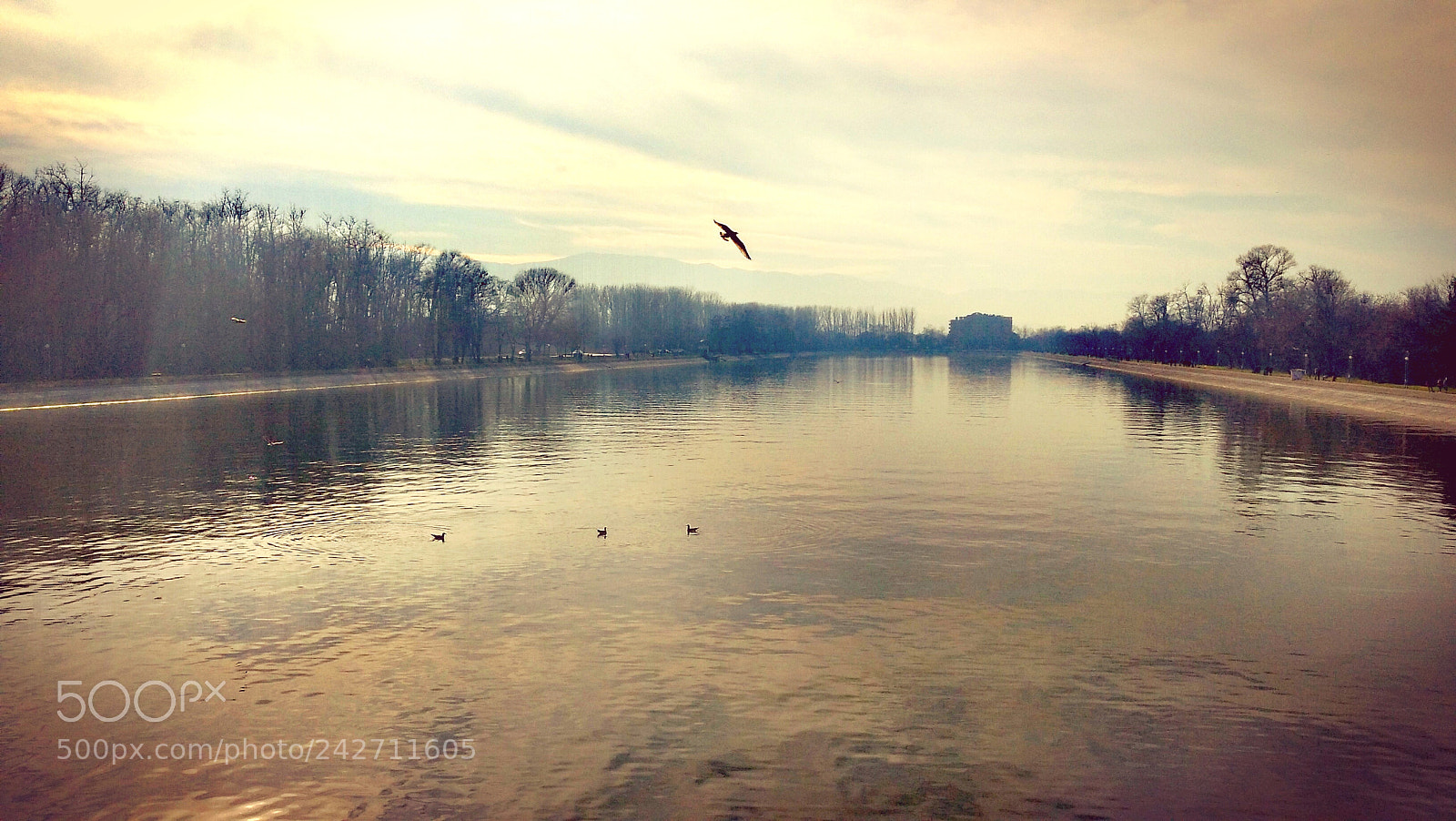 HUAWEI nova sample photo. Flight over the rowing photography