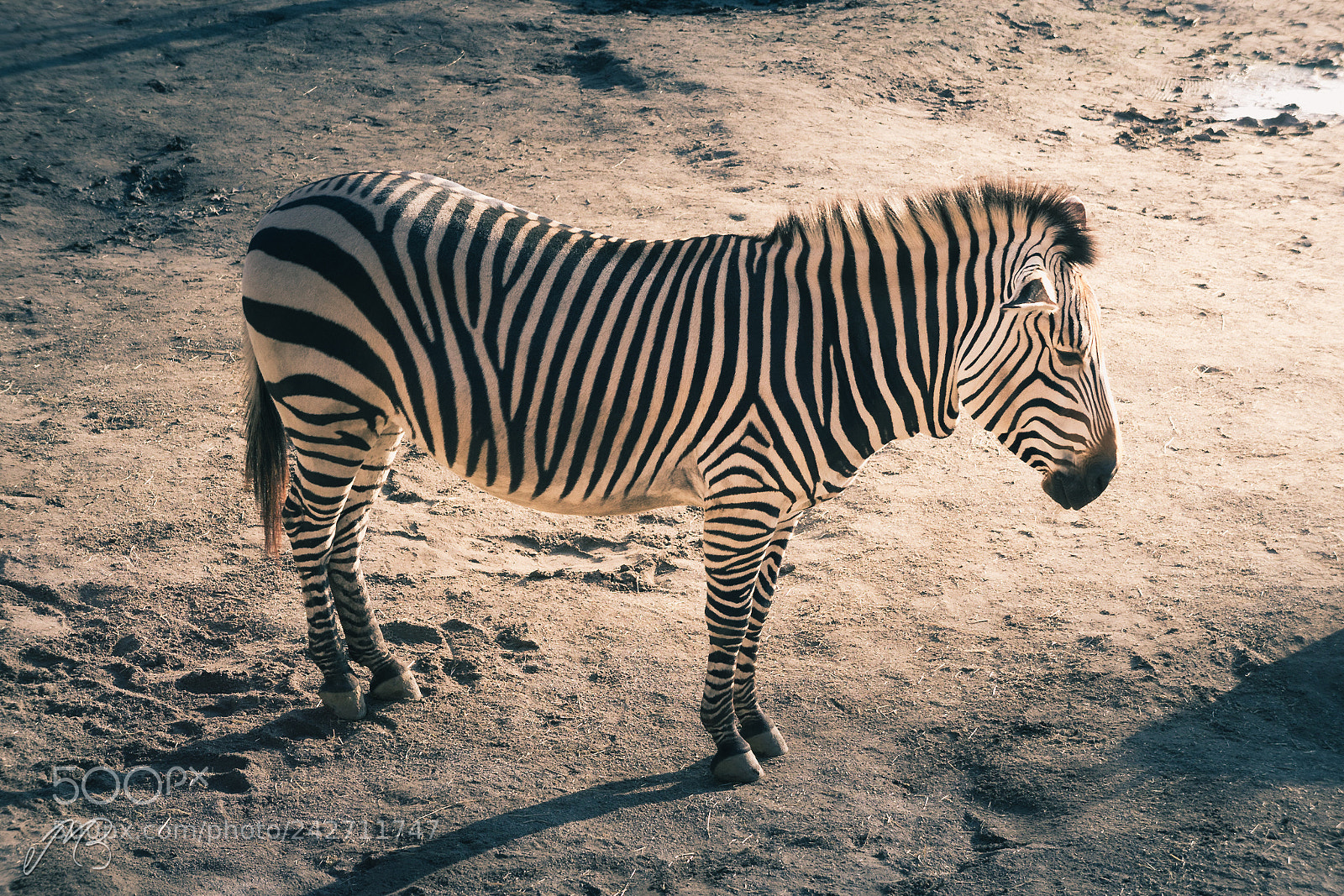 Sony a5100 sample photo. Zebra code photography