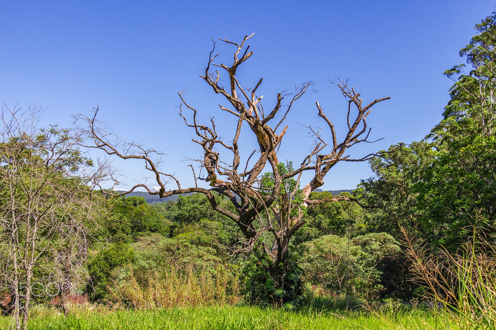 Canon EOS 700D (EOS Rebel T5i / EOS Kiss X7i) sample photo. Natureza morta photography