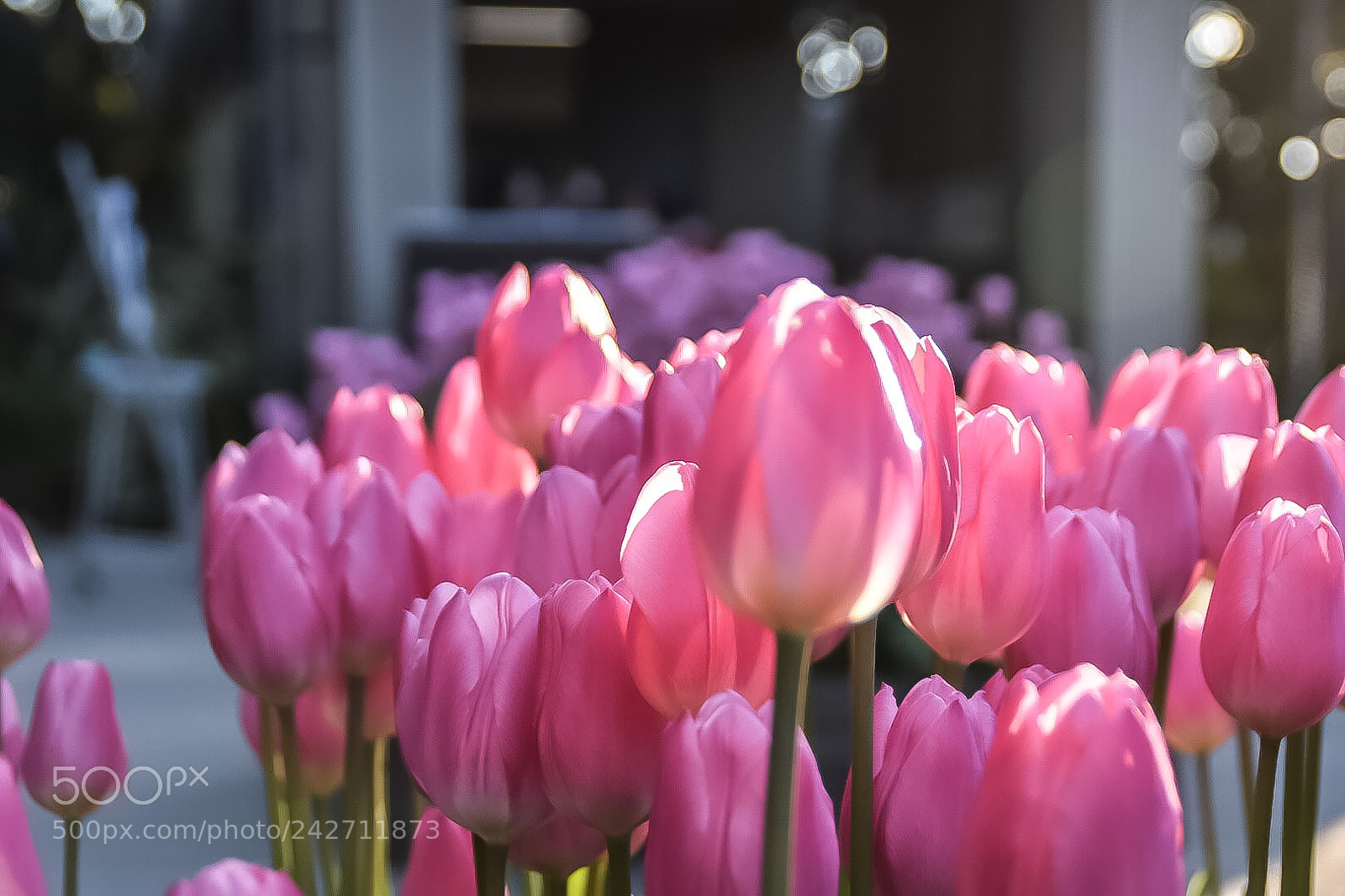 Nikon D5500 sample photo. Untitled photography
