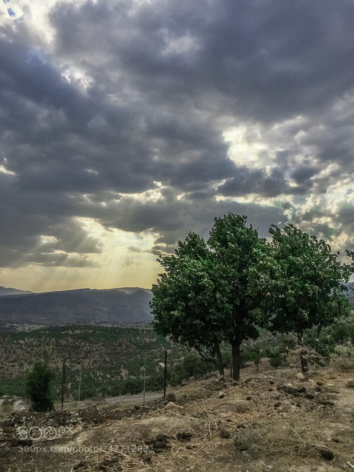 Apple iPhone 6 sample photo. Untitled photography