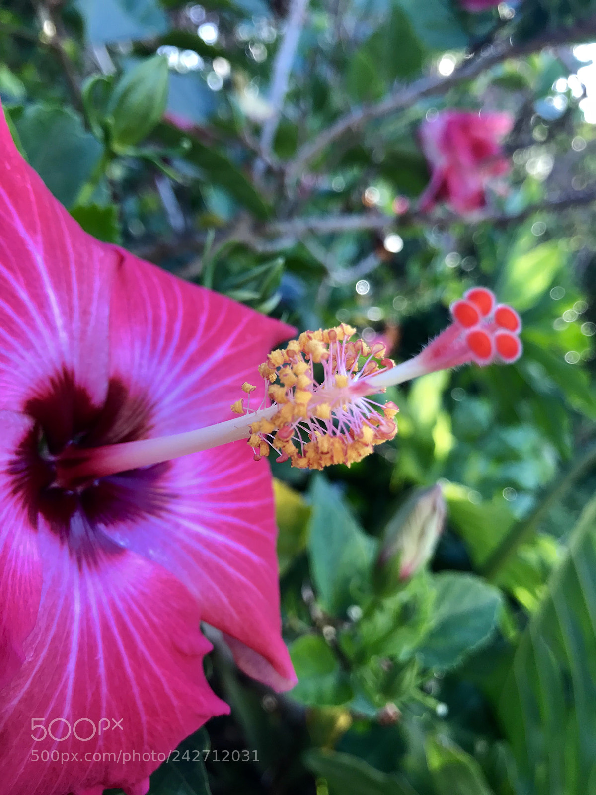 Apple iPhone 7 sample photo. Hibiscus ii photography