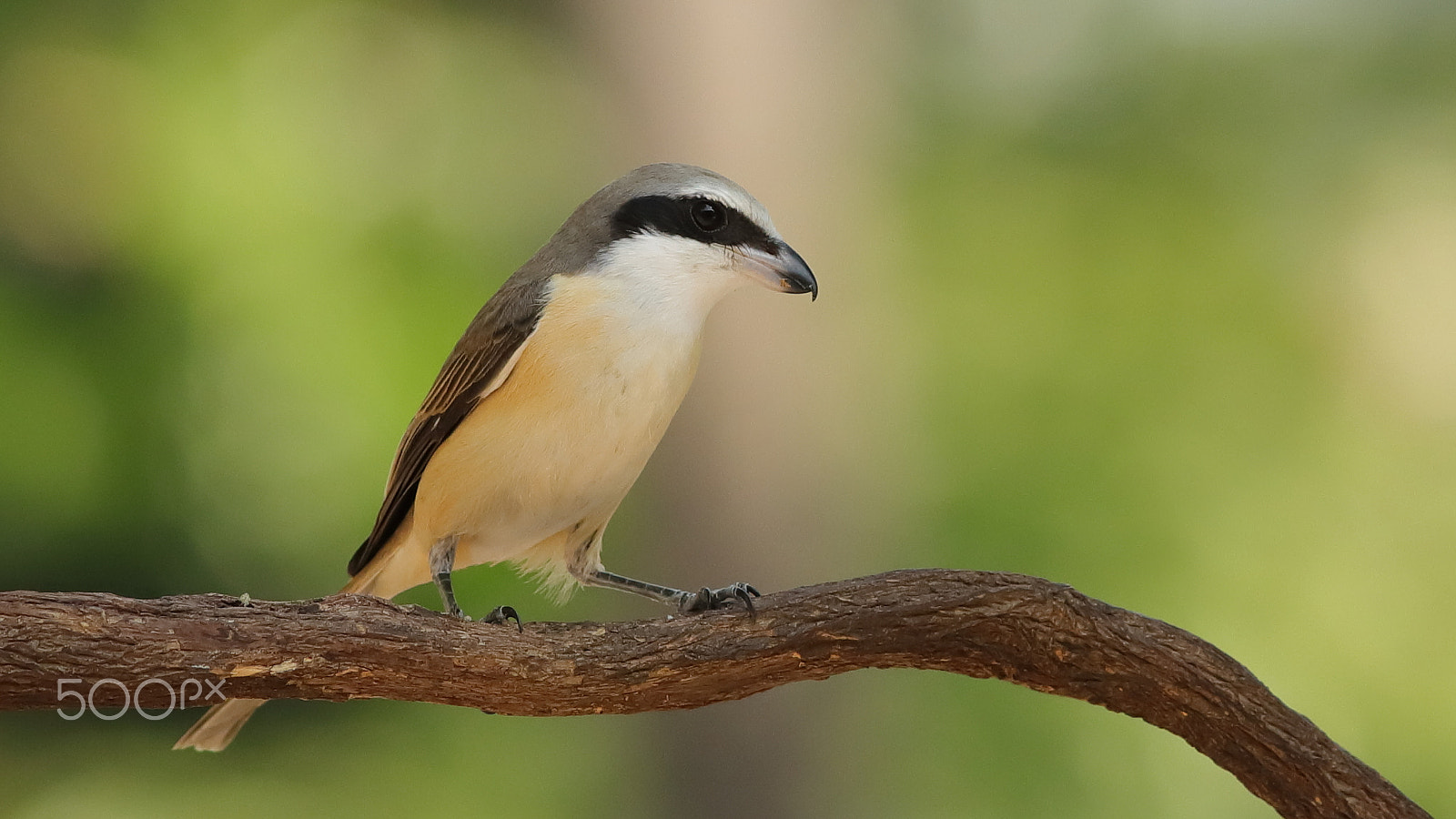 Canon EF 300mm F4L IS USM sample photo. 紅尾伯勞 brown shrike photography